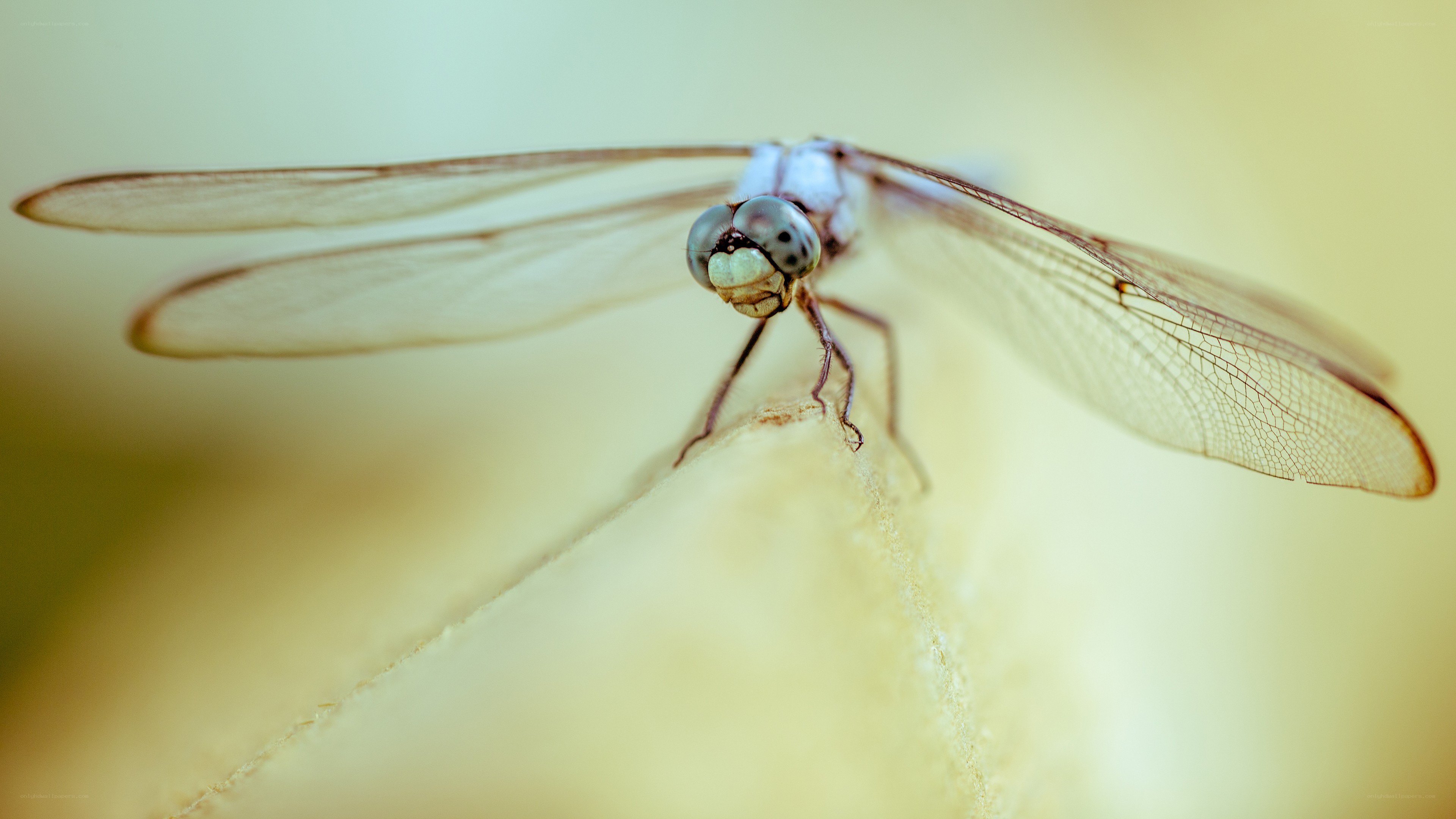 dragonfly on a plant stem