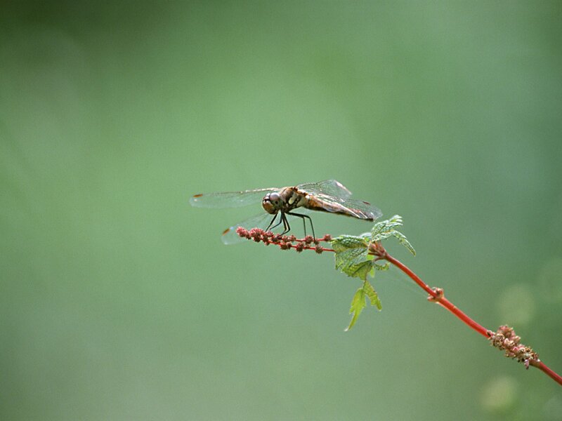 Dragonfly on a plant stem