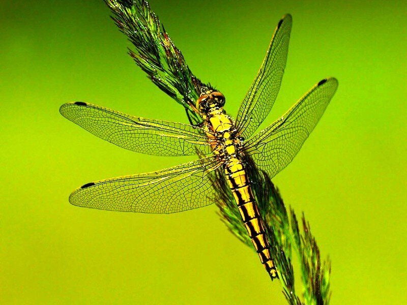 dragonfly on a plant stem