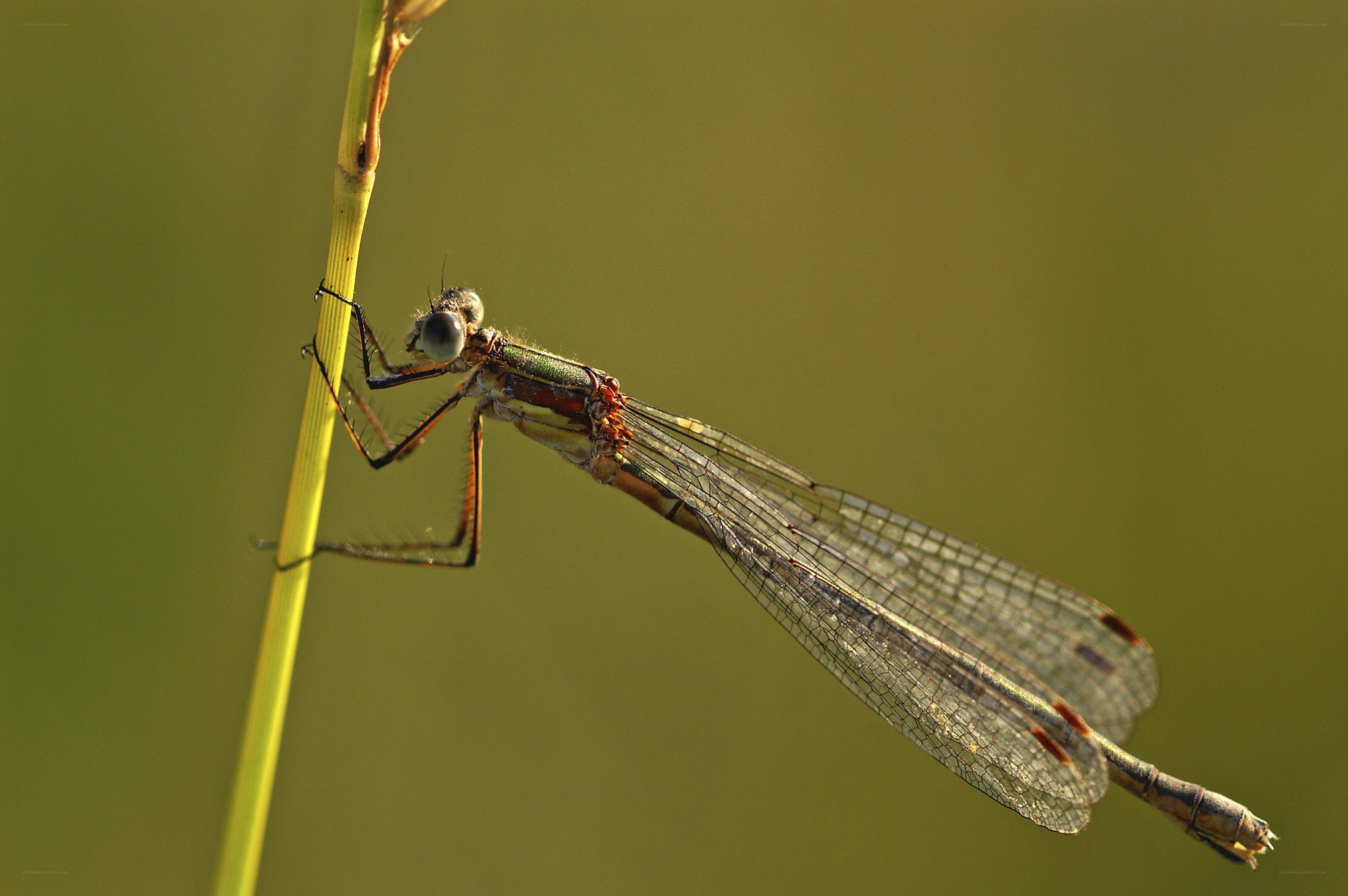 dragonfly on a plant stem