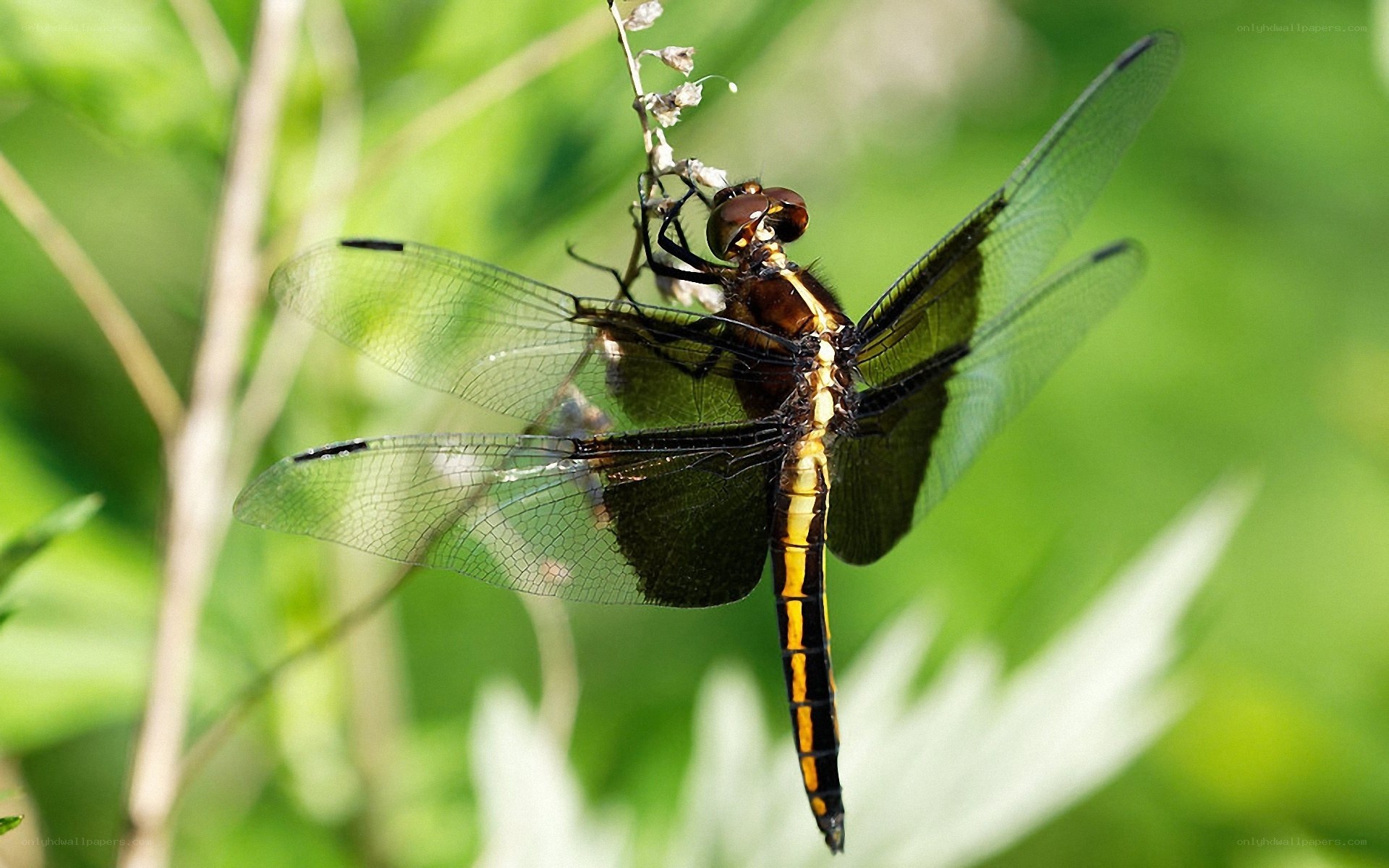 Dragonfly on a plant stem