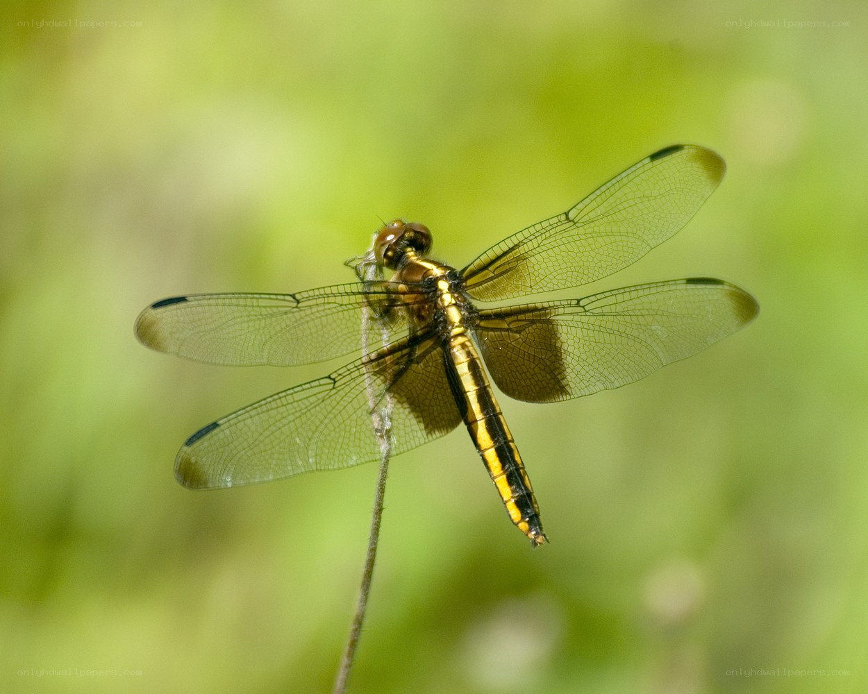 Dragonfly on a plant stem