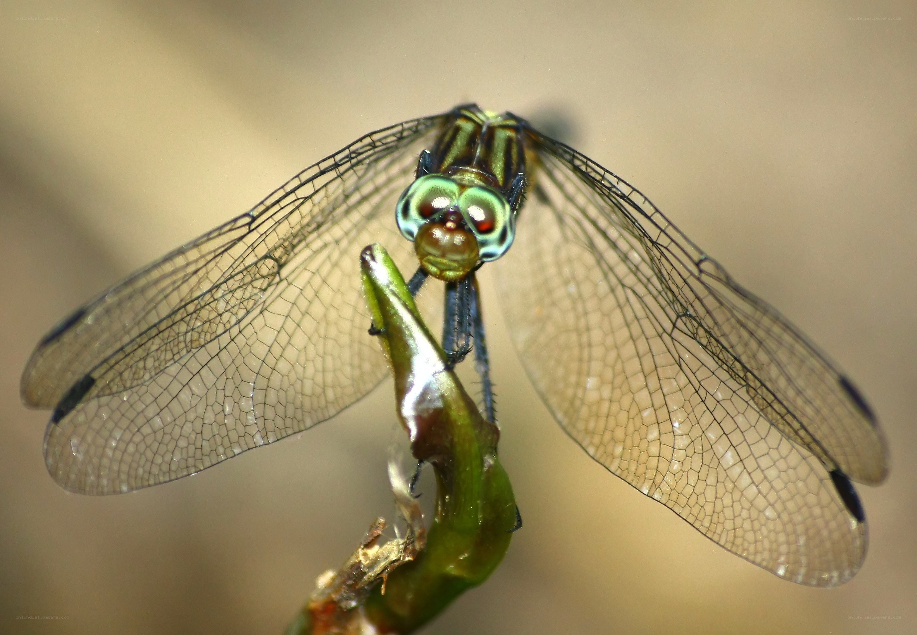 Dragonfly on a plant stem
