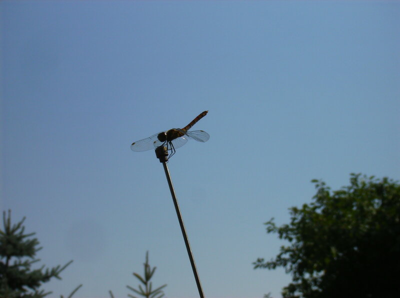 Dragonfly on a Pole