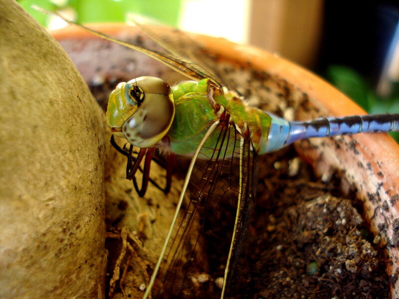 dragonfly on a pot