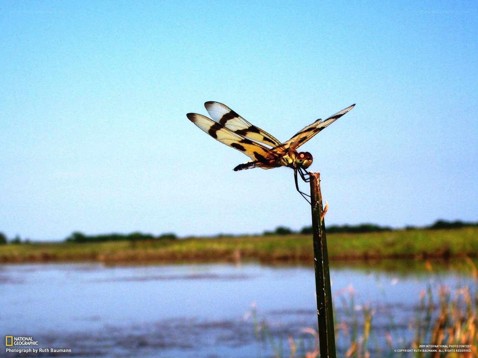 Dragonfly on a reed