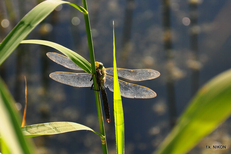 Dragonfly on a Reed — Green