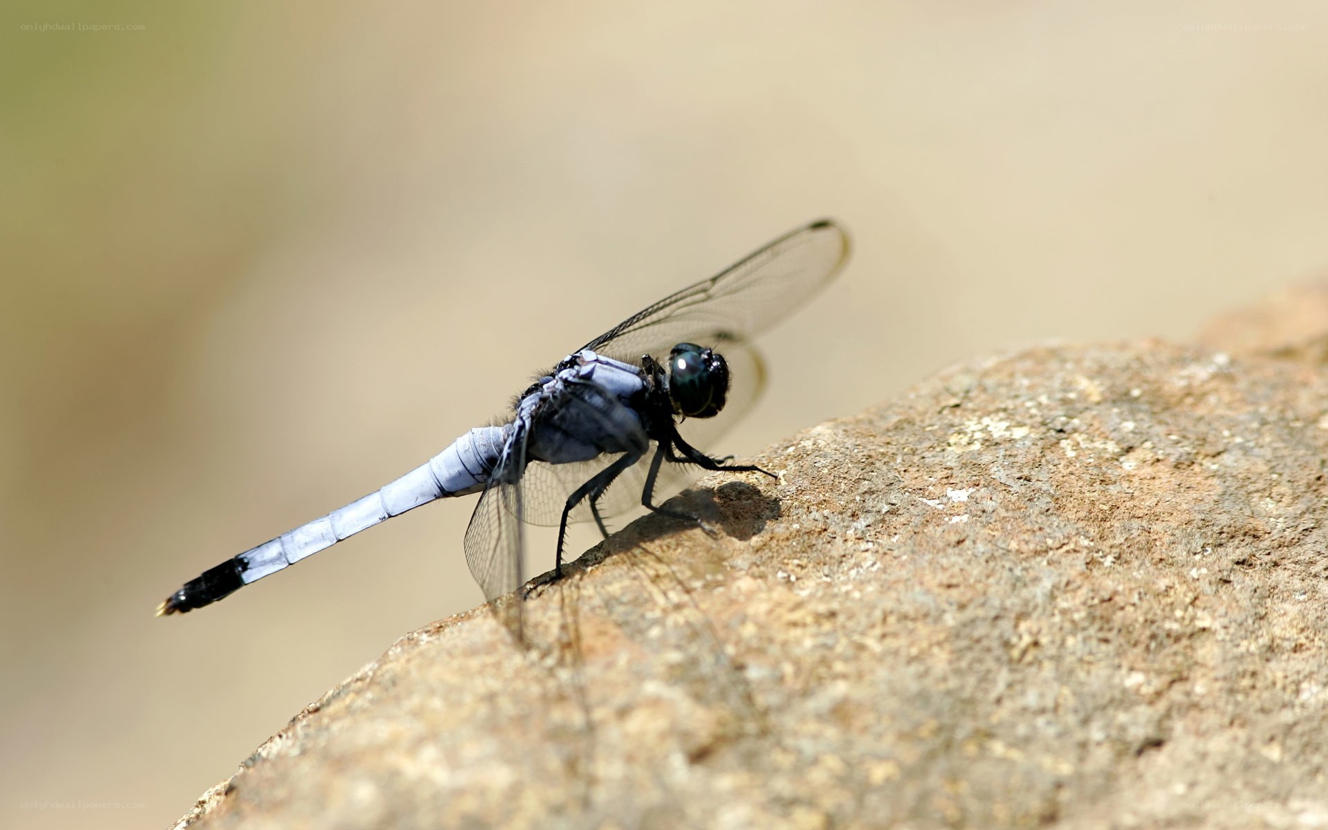 dragonfly on a rock