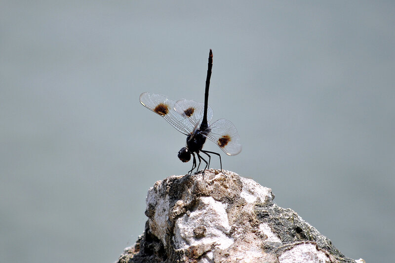 dragonfly on a rock