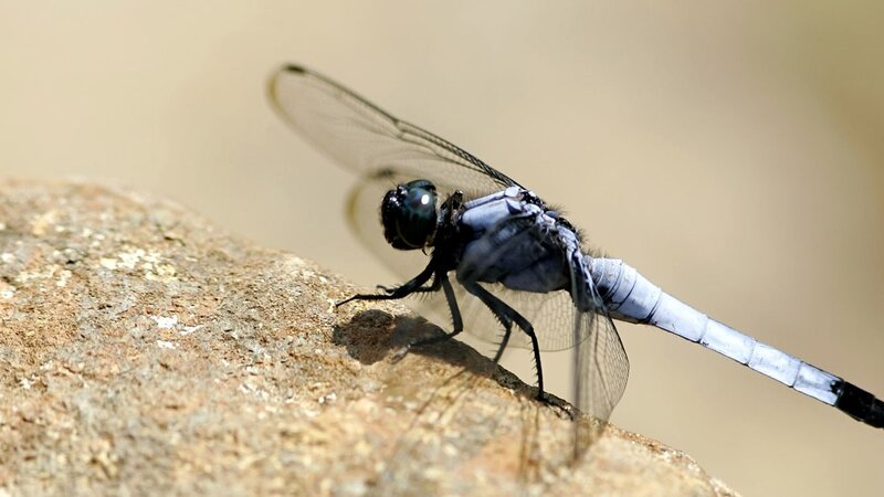 dragonfly on a rock