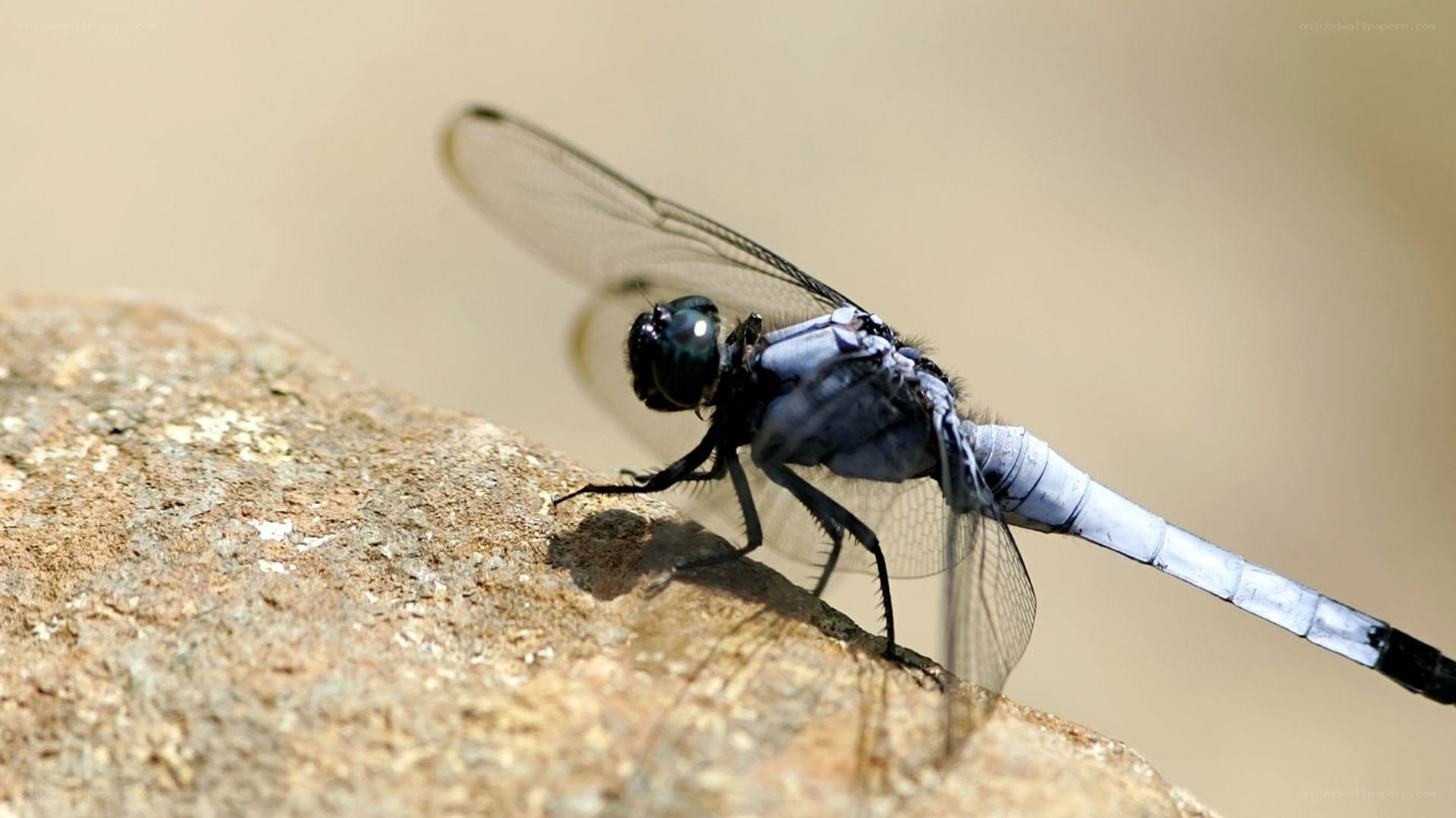 dragonfly on a rock
