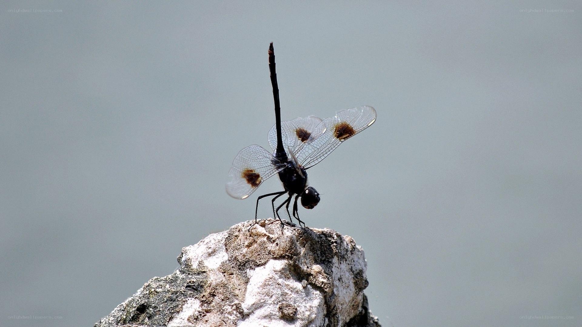 Dragonfly on a rock