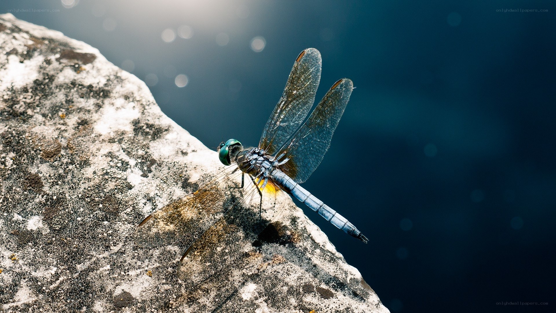 Dragonfly on a rock