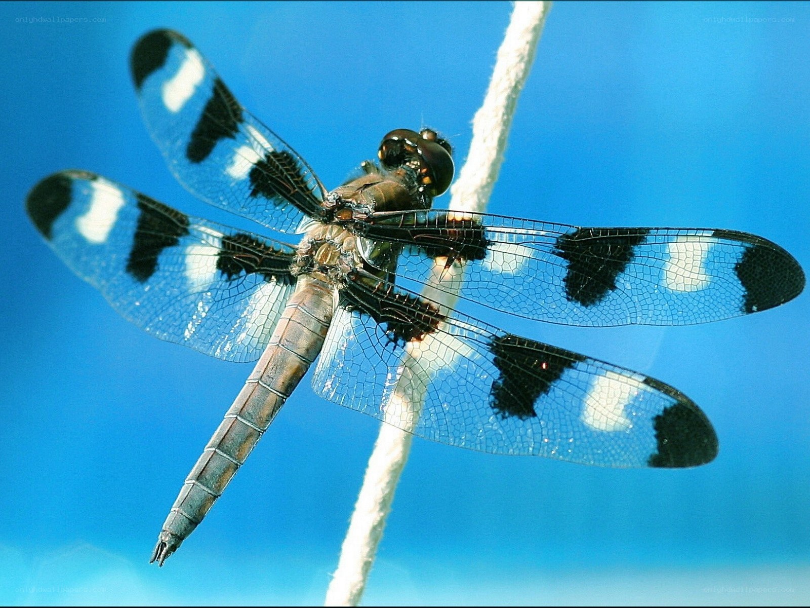 Dragonfly on a rope