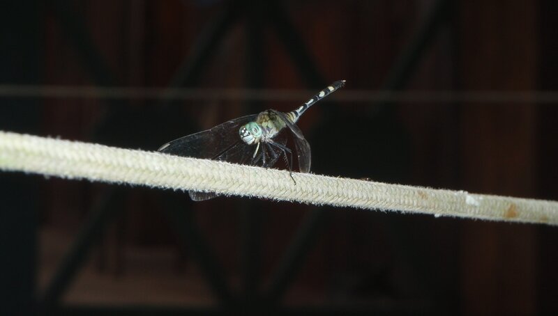dragonfly on a rope