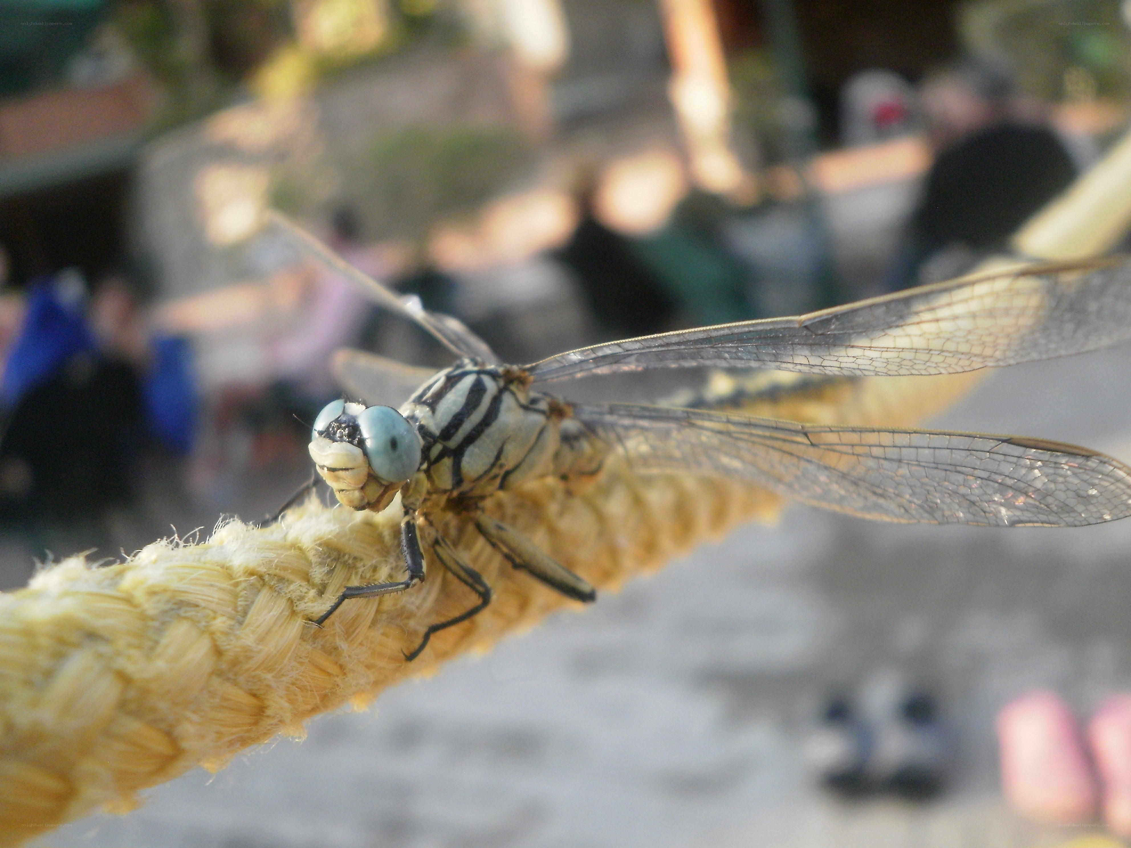 dragonfly on a rope