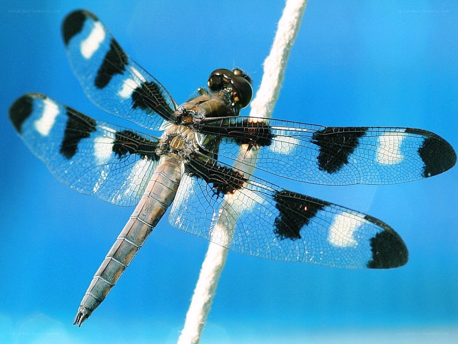 dragonfly on a rope