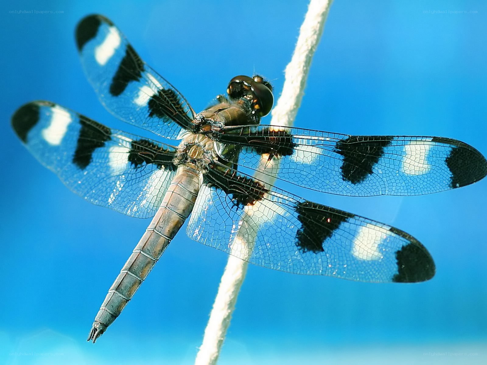 dragonfly on a rope