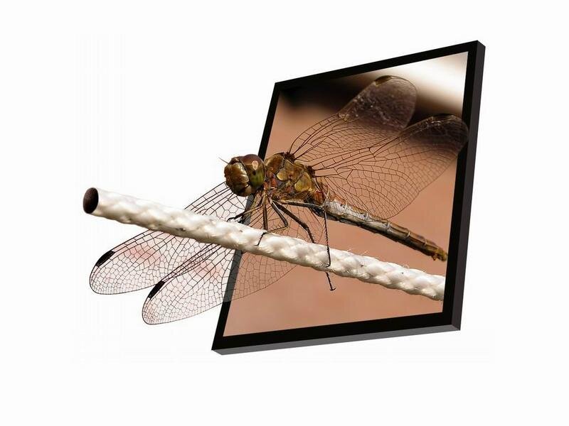 dragonfly on a rope
