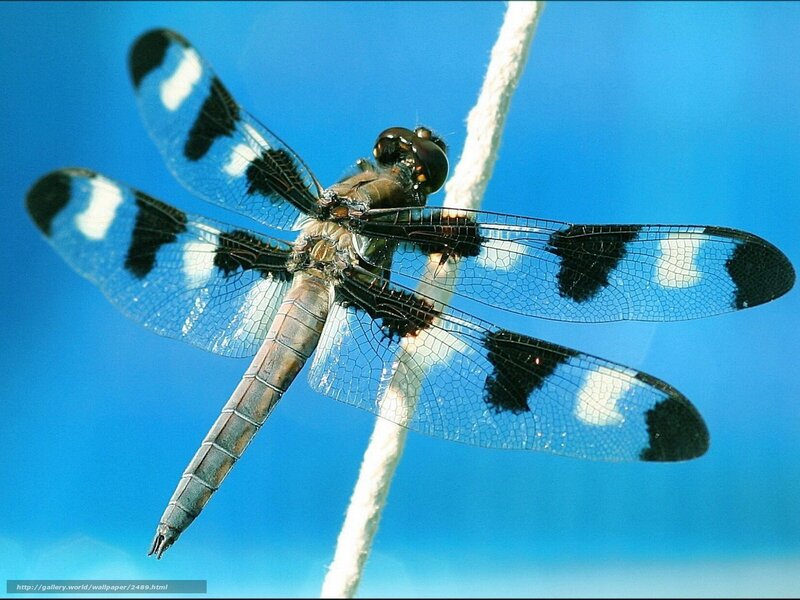 Dragonfly on a rope