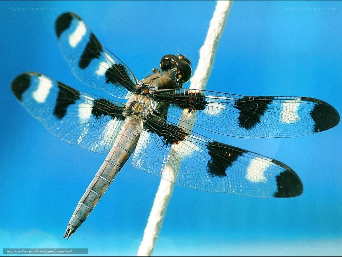 Dragonfly on a rope