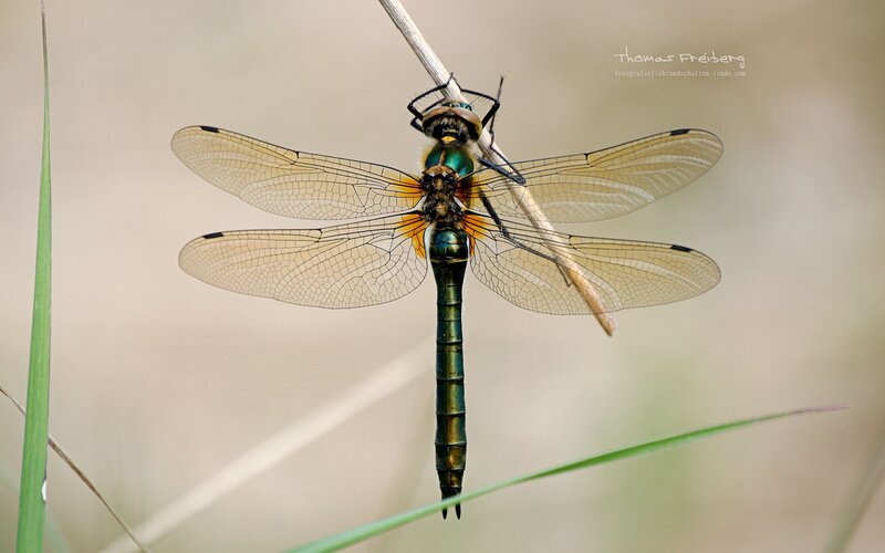 Dragonfly on a Stem — Green, Calm