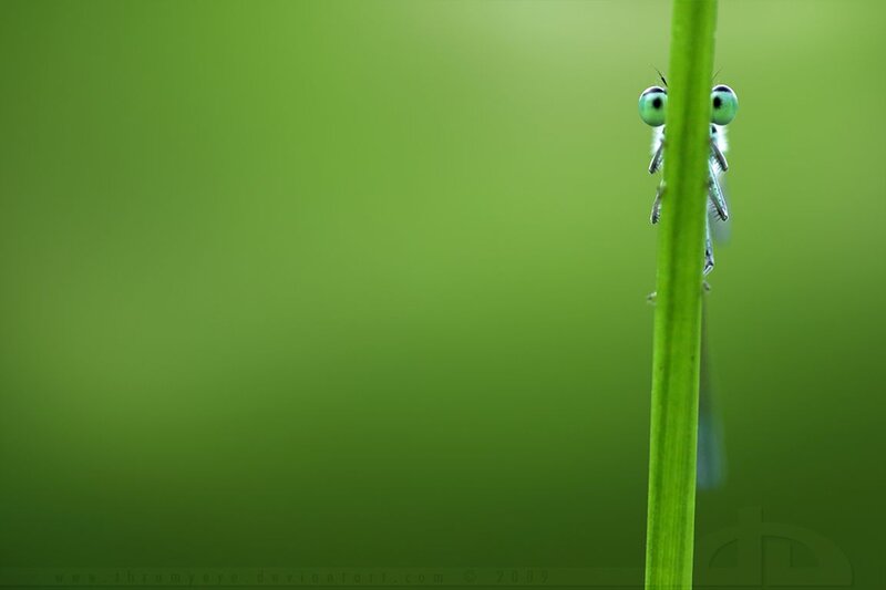 Dragonfly on a Stem — Green
