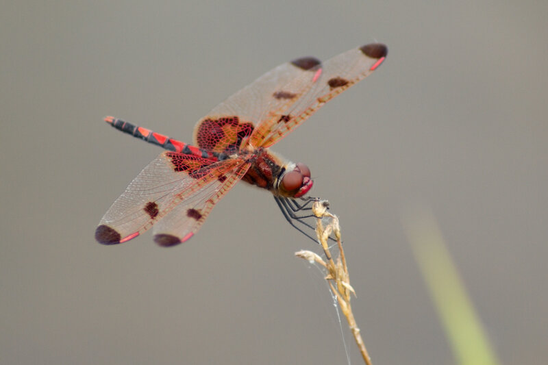 Dragonfly on a stem