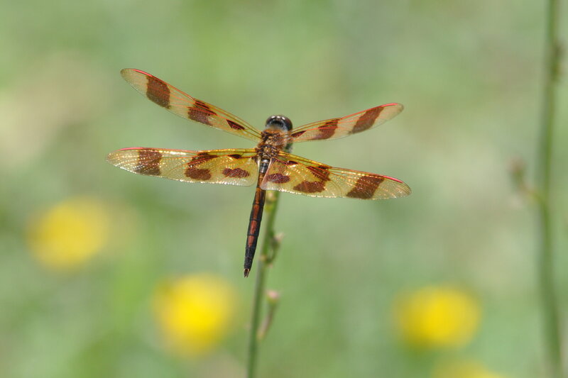 Dragonfly on a Stem — Yellow
