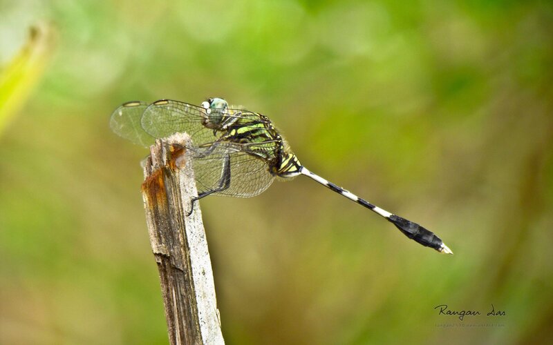 Dragonfly on a Stick — Green, Calm