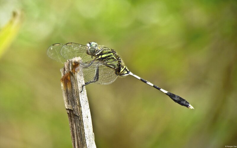 Dragonfly on a Stick — Green