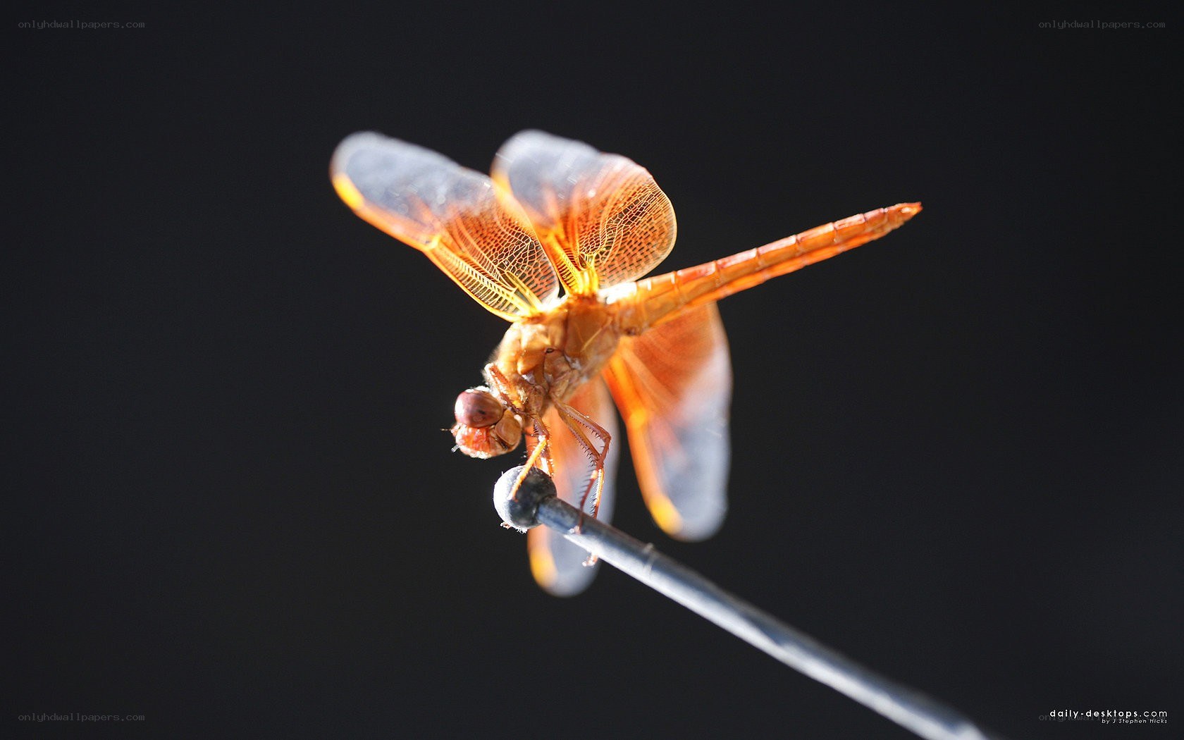Dragonfly on a stick