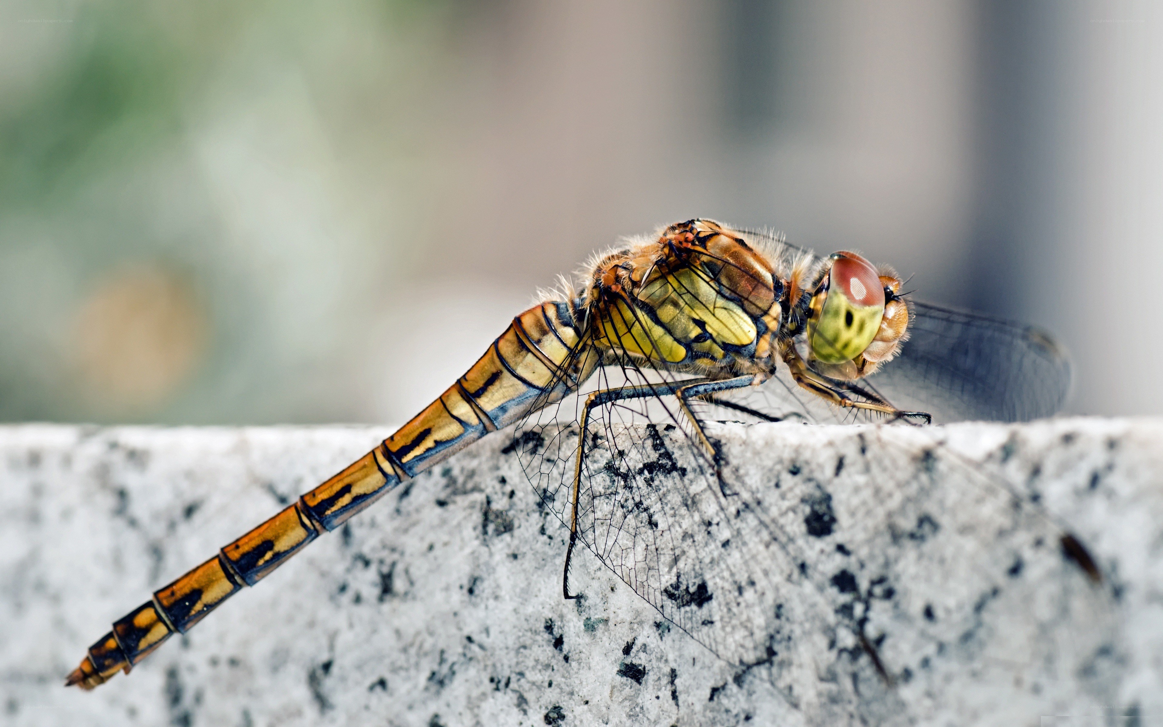Dragonfly on a stone surface