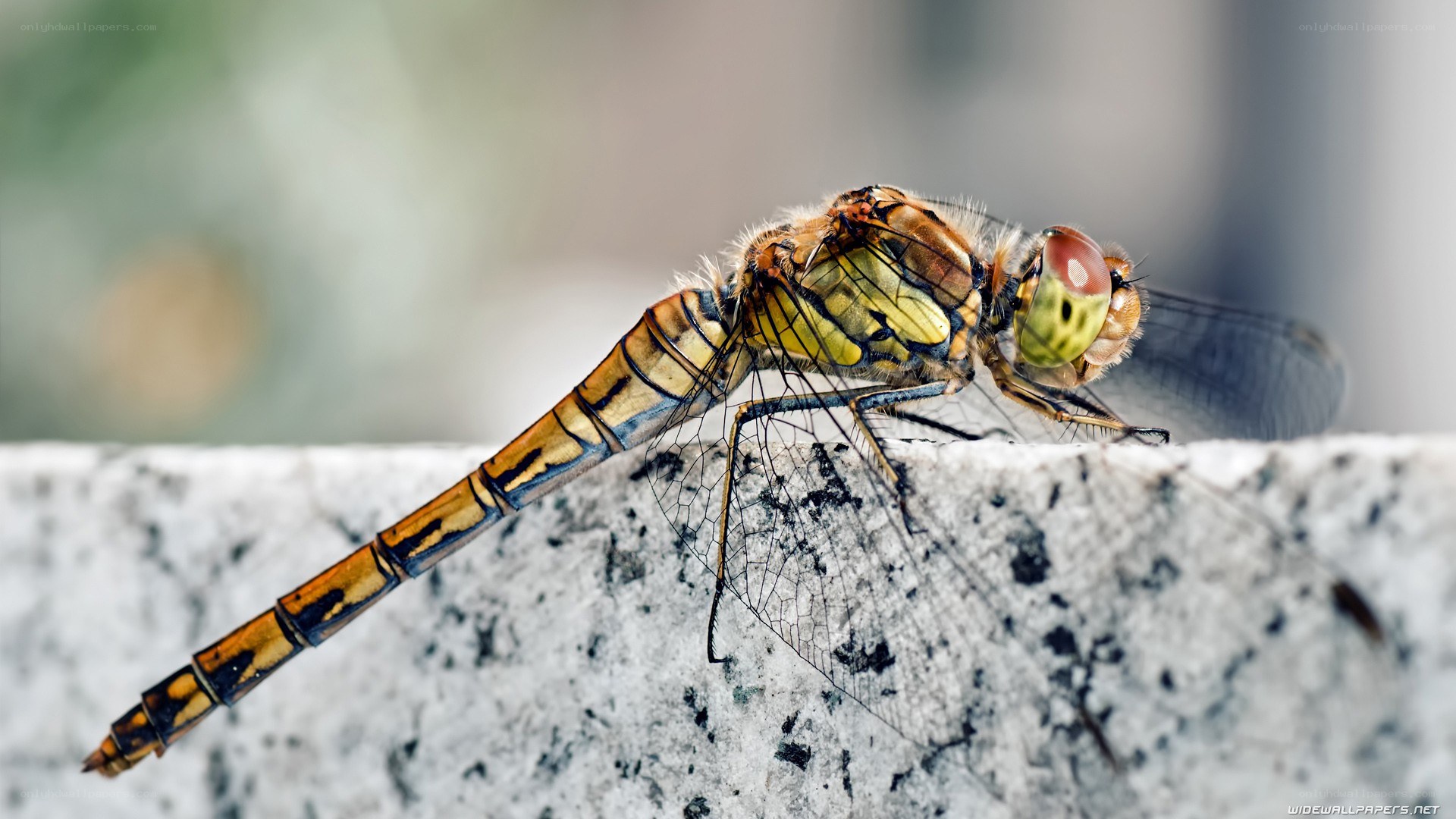 dragonfly on a stone surface