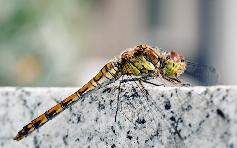 Dragonfly on a stone surface