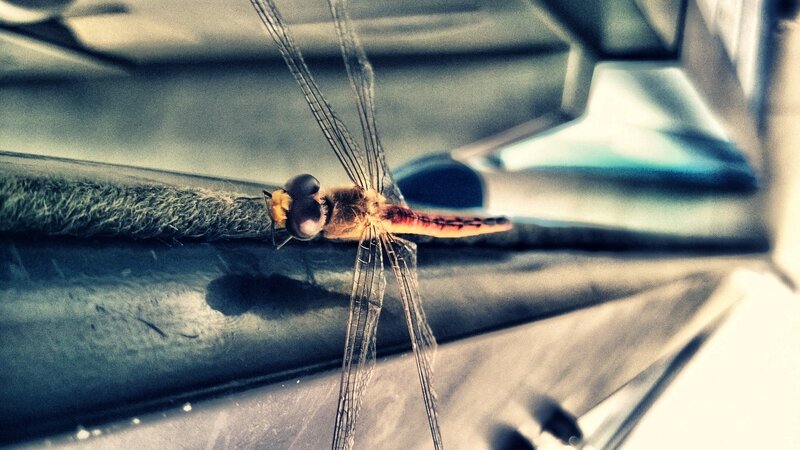 Dragonfly on a Surface