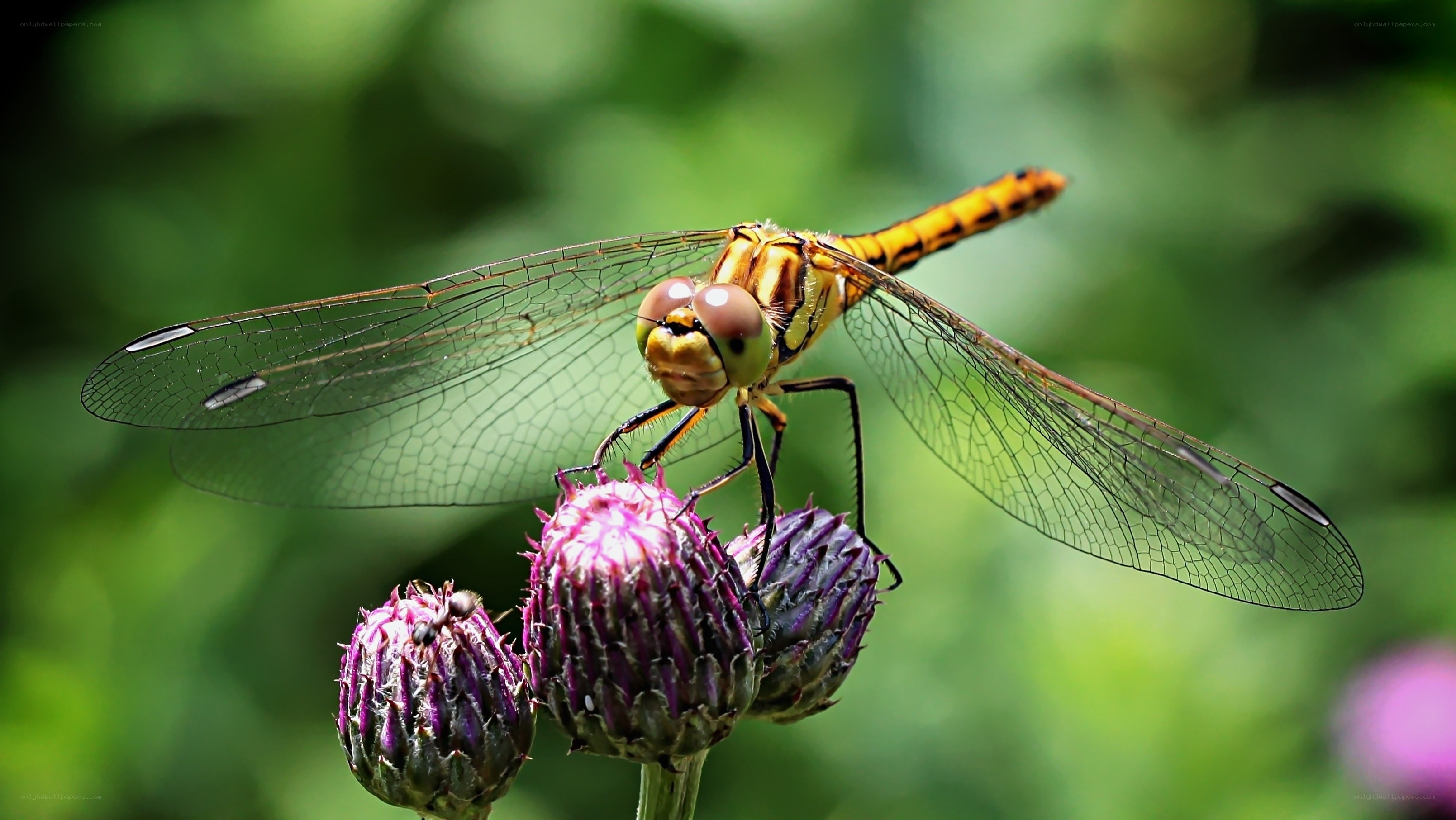 Dragonfly on a thistle flower