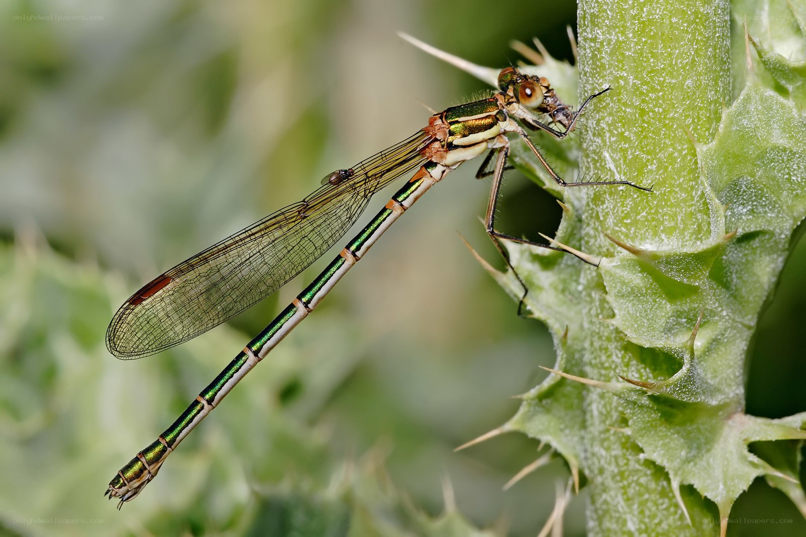 dragonfly on a thistle plant