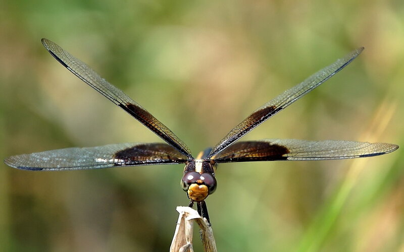 dragonfly on a twig