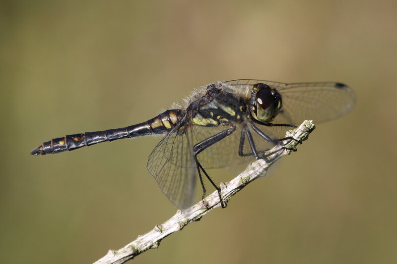 dragonfly on a twig