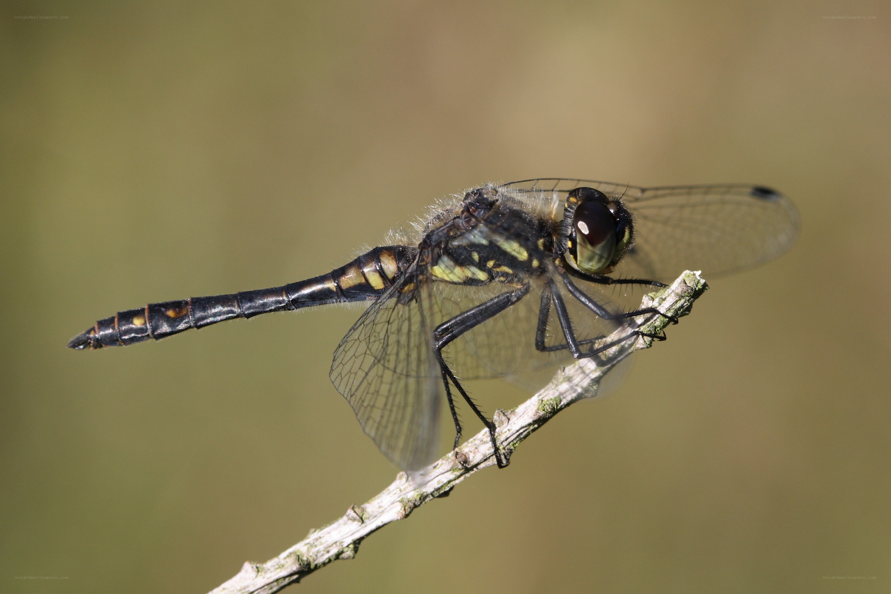 dragonfly on a twig