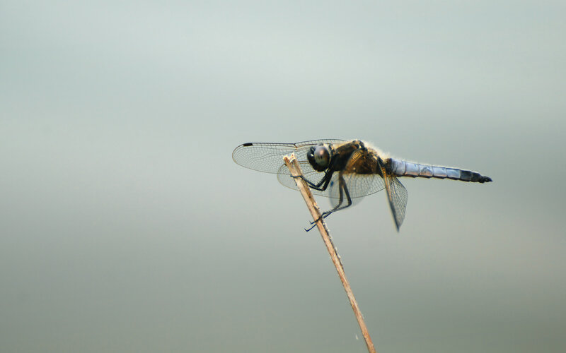 dragonfly on a twig