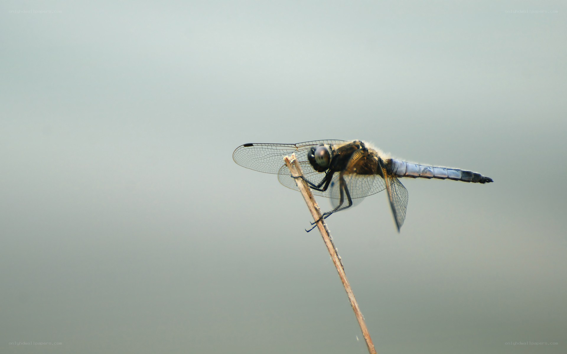 dragonfly on a twig