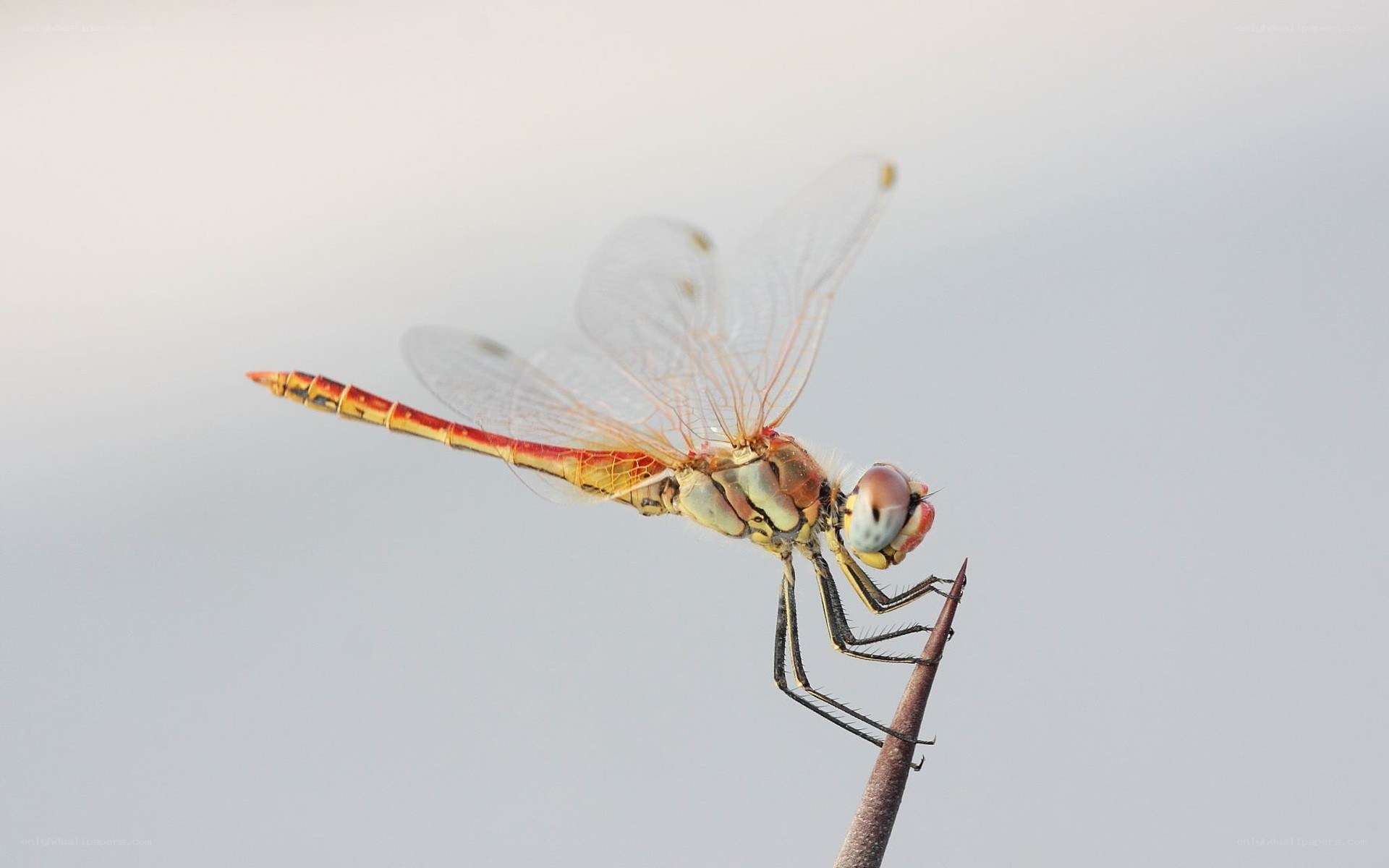 dragonfly on a twig