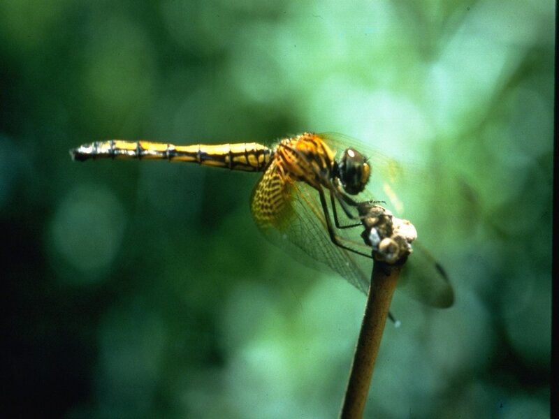 dragonfly on a twig