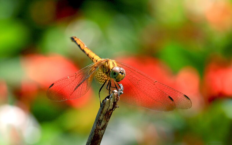 Dragonfly on a twig