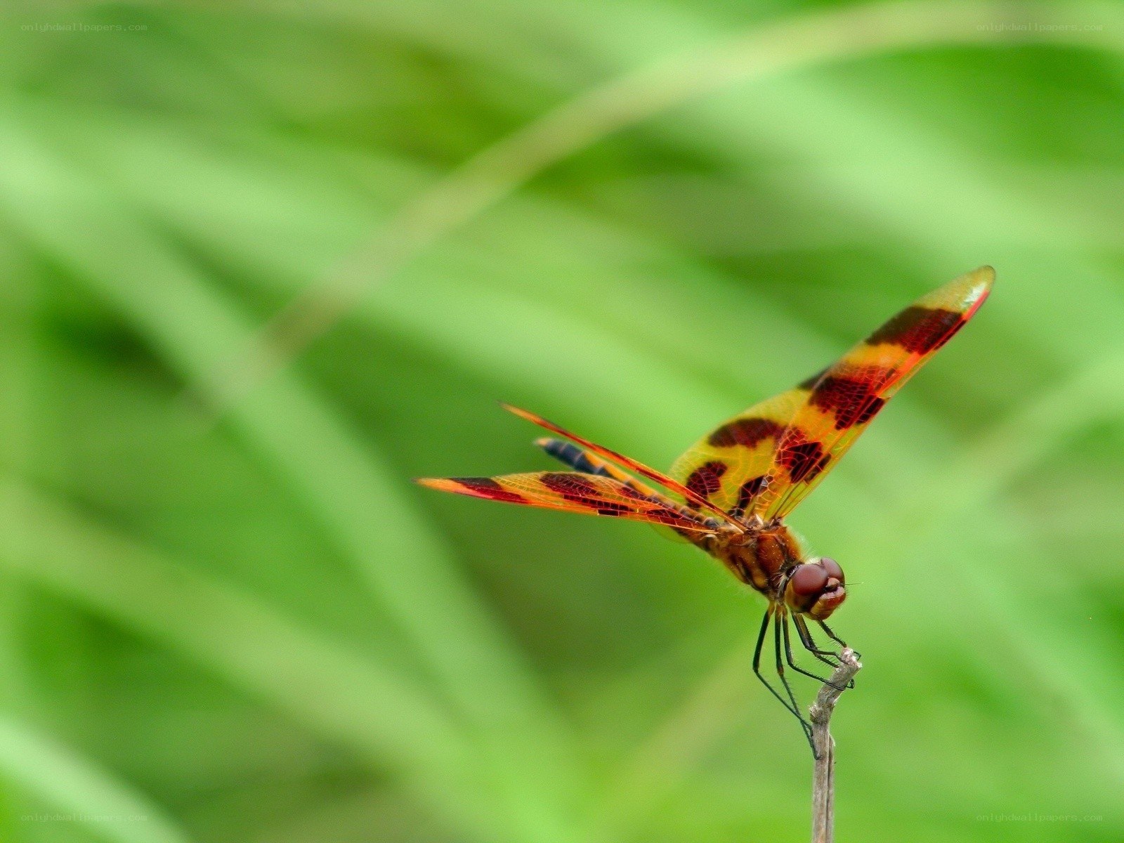 Dragonfly on a twig