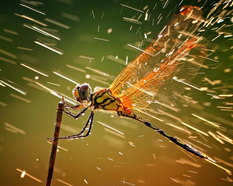 Dragonfly on a twig