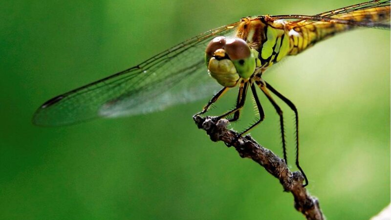 dragonfly on a twig