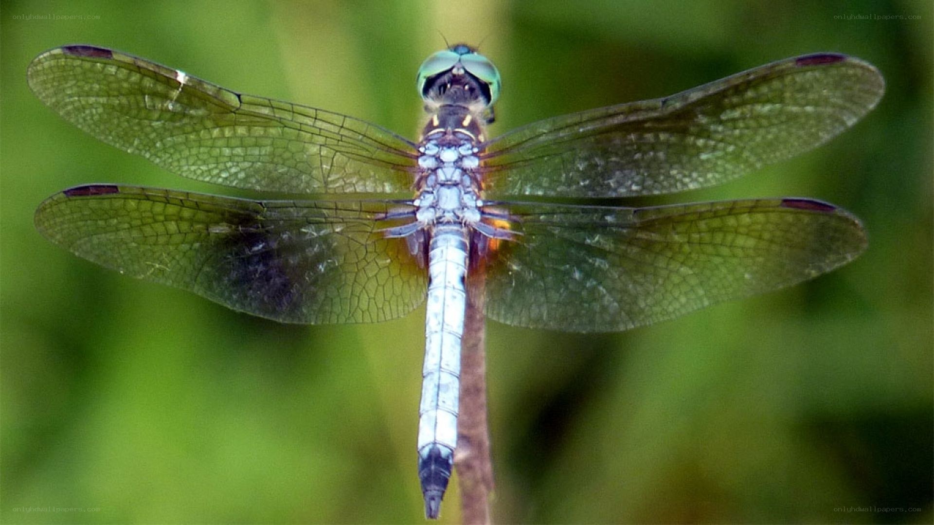 dragonfly on a twig